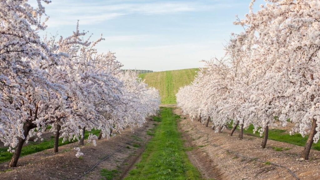 Almond trees in blossom