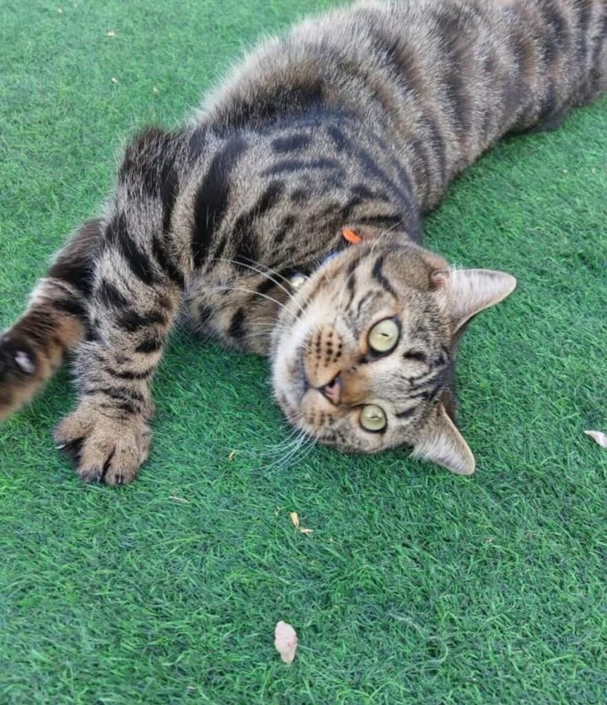 Abu Dhabi resident Yasmin lost her cat, Leo, two weeks ago
